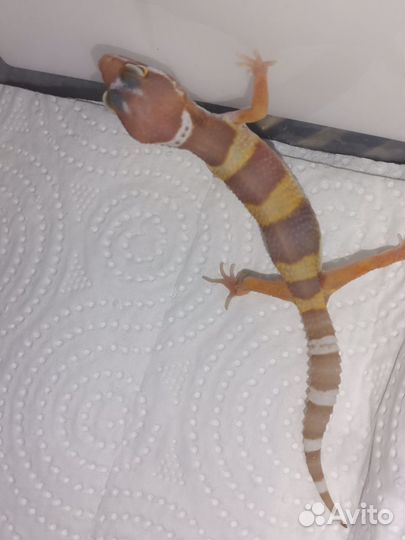 Эублефар 2023