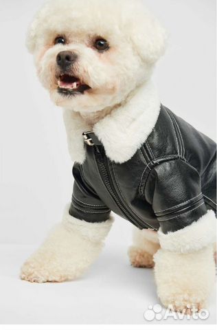 Кожаная куртка для собак