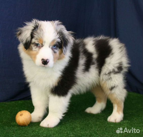 Щенок Аусси