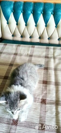 Кошка в добрые руки