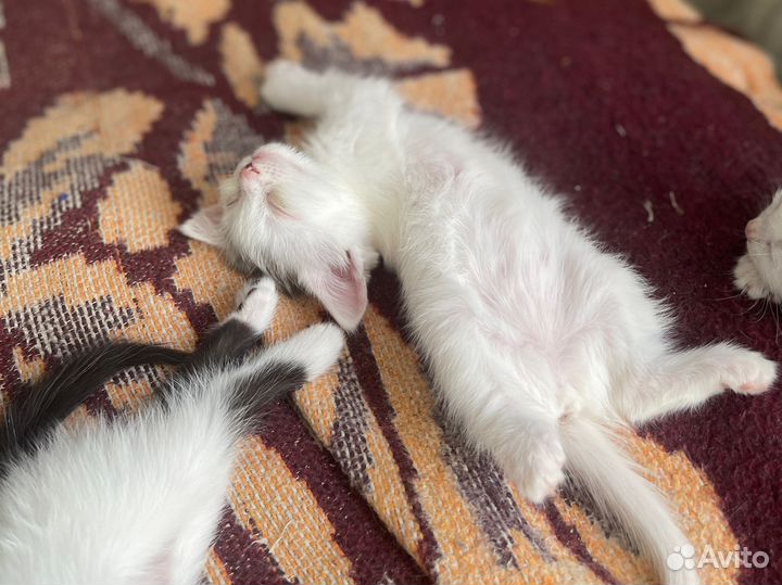 Котята в добрые руки