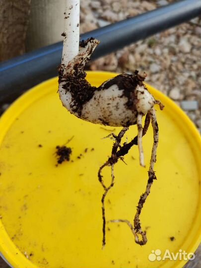 Эухарис амазонская лилия