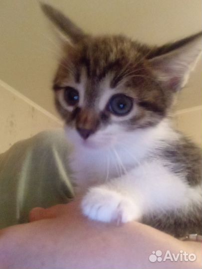 Котята, 1.5 мес