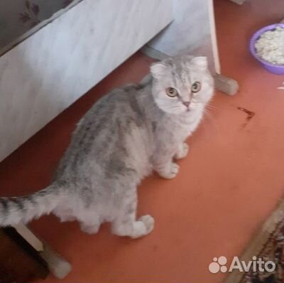 Ищет дом шотландская вислоухая кошечка Ириска