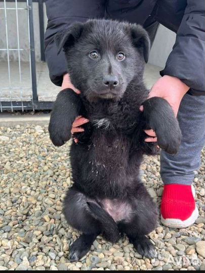 Щенок девочка