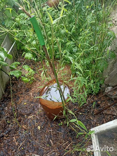 Бамбук морозостойкий