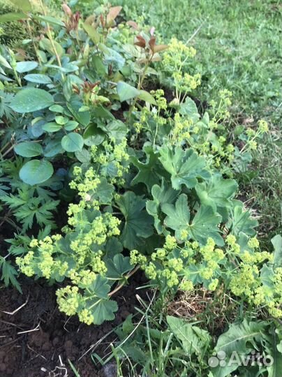 Манжетка мягкая