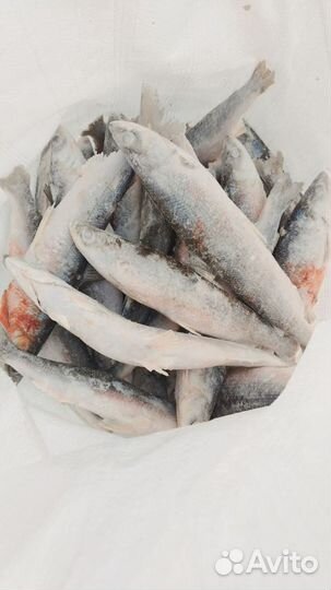 Северная рыба оптом