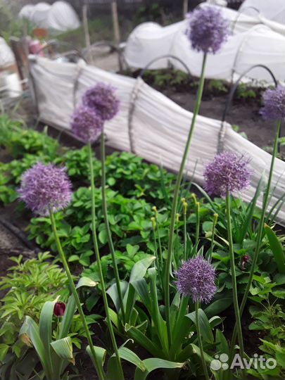 Лук Суворова для посадки в зиму