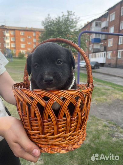 Щенки бесплатно в дар
