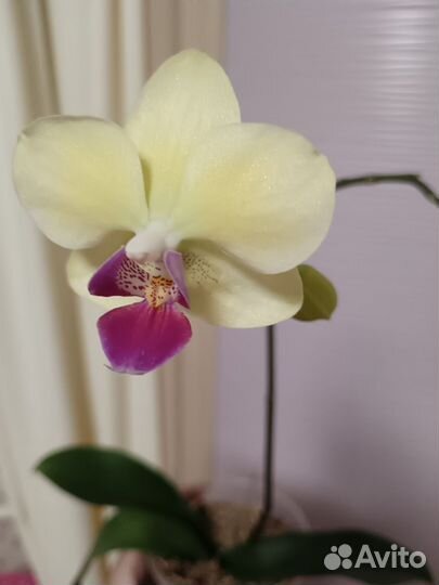 Орхидея фаленопсис