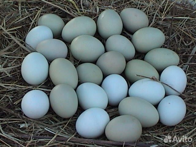 Инкубационное яйцо Настоящего Доминанта