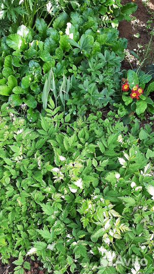 Многолетние садовые цветы