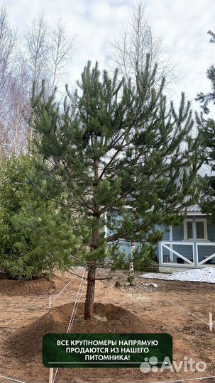 Сосна обыкновенная, крупномер