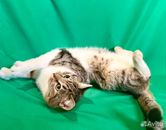 Отдам в хорошие руки