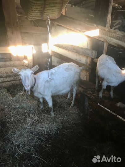 Коза и два козлёнка