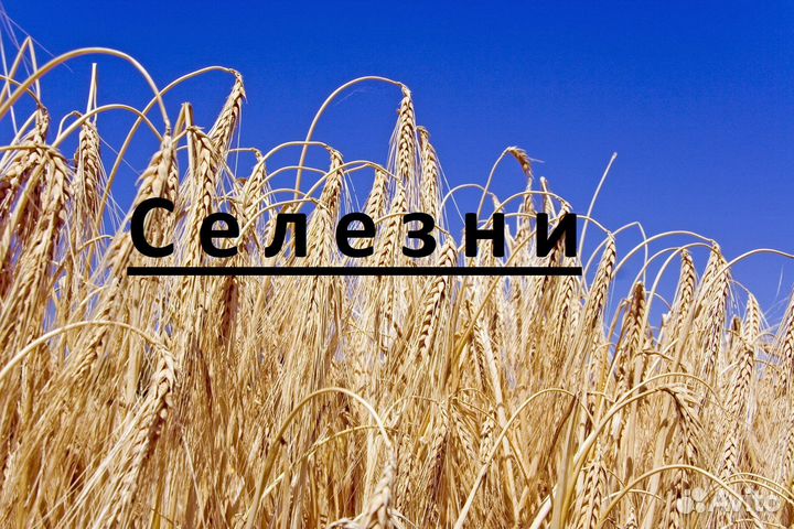 Кукурузные зерноотходы