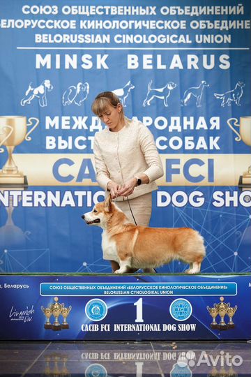 Вельш корги пемброк вязка