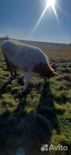 Продам телку