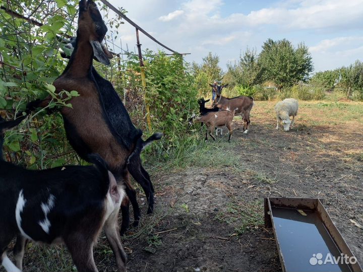 Коза нубийская