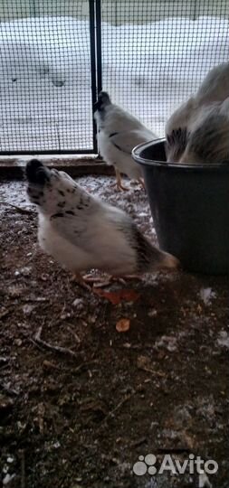 Куры Адлеровская серебристая