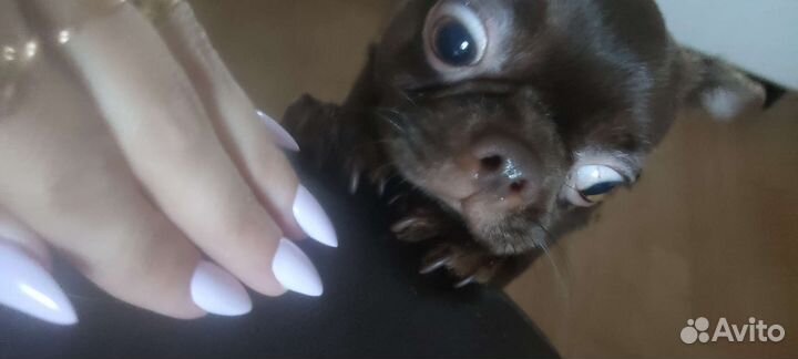 Домашние животные собаки маленькие