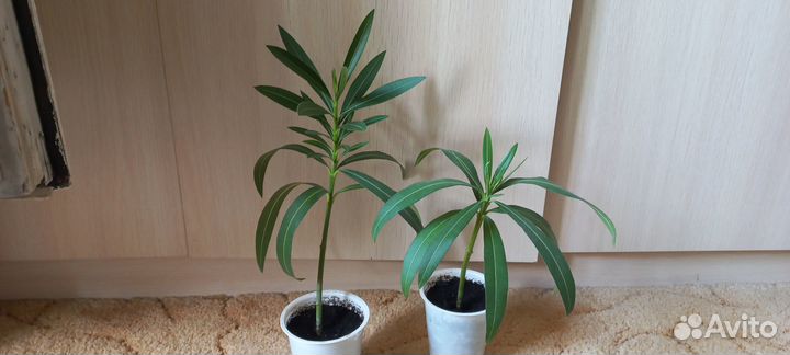 Олеандр белый махровый