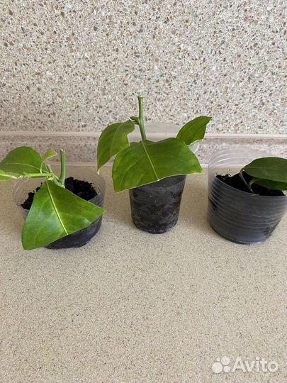 Лимон мейера