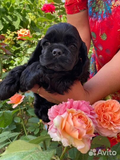 Кокер спаниель