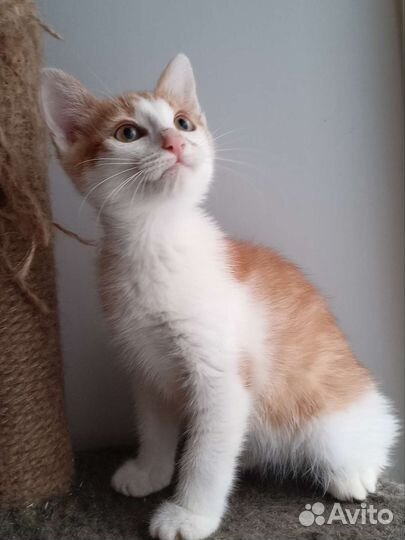 Котенок в добрые руки