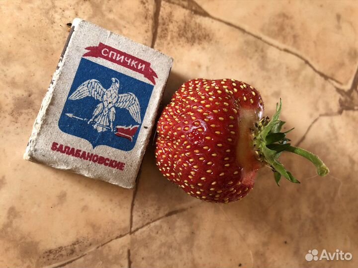 Рассада клубники усы