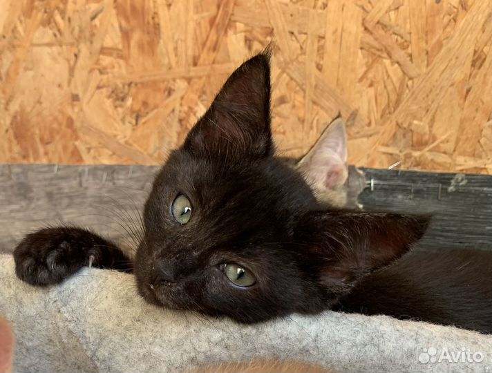 Котенок в добрые руки