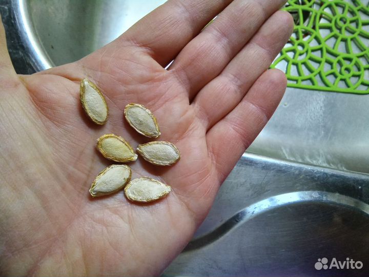 Семена крупноплодной тыквы