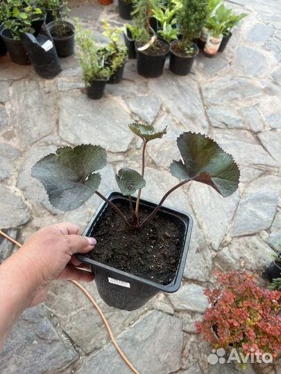 Бузульник Брит Мари Крауфорд