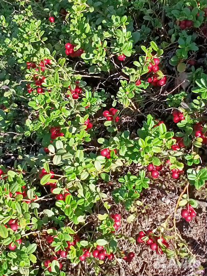 Продаю своё