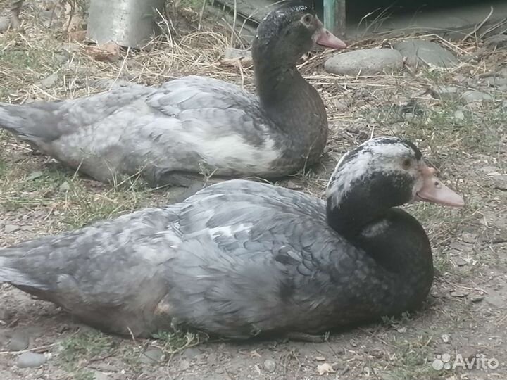 Мускусные утки индоутки индоутята