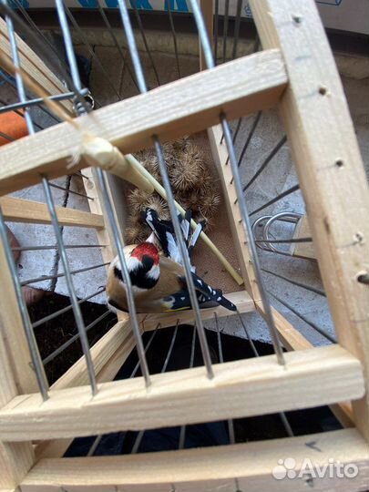 Щегол и птицы