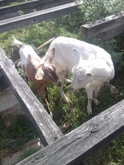 Зааненские козы дойные - фотография № 1