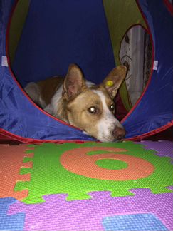 Лёха добрейший молодой пёс