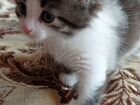 Сибирский котёнок 1,5 месяца