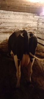 Продам корову - фотография № 6