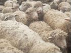 Продам овец и баранов объявление продам