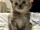 Шотланский котенок Мальчик