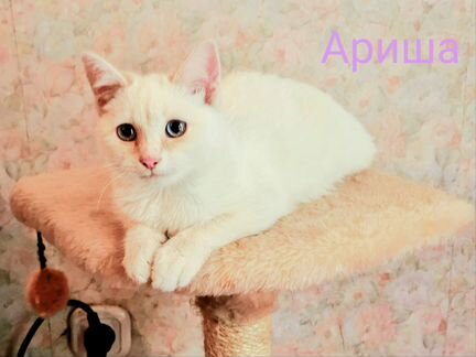 Красавица Ариша в добрые руки