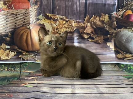 Бурманская кошечка Виола