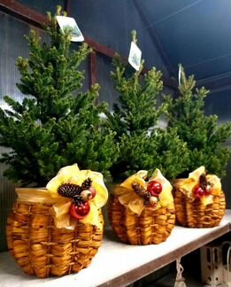 Ель в горшке Виллс Цверг