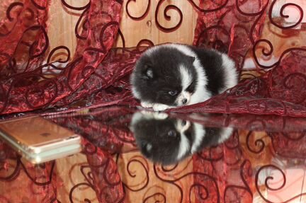 Щенки померанского шпица