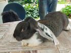 Кролик французский баран объявление продам