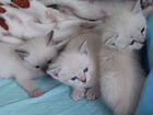Котятки в добрые руки