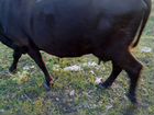 Продаются 2 коровы (Симментал и Абердин-Ангусская) объявление продам